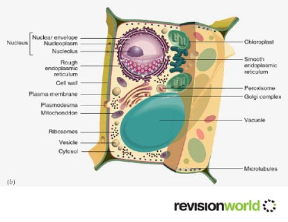 Eukaryotic Cells.jpg