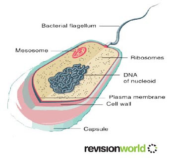 Prokaryotic copy.jpg