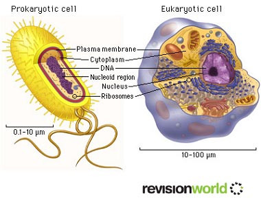 cells copy.jpg