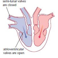 ventricular_diastole.jpg